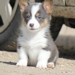 American Corgi, French Bulldog, and Pembroke Welsh Corgi Puppies from Moonstone Corgis & Frenchies