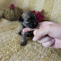 Coral - Black and tan brindle female Havanese puppy in Zanesville, Ohio from Charlotte Landry
