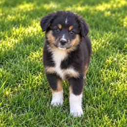 Olympia - Black tri female Miniature Australian Shepherd puppy in Macomb, Missouri from Show Me MO Aussies