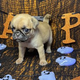 Apricot Girl - Fawn female Pug puppy in Tulsa, Oklahoma from Locust Creek Pugs