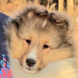 Cayanne - Sable and white female Shetland Sheepdog puppy in Seminole, Oklahoma from Symphony Shelties