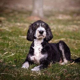 Keena - Bernedoodle