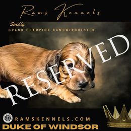 Duke of Windsor - Cream Dachshund puppy in Splendora, Texas from Ram’s Kennels