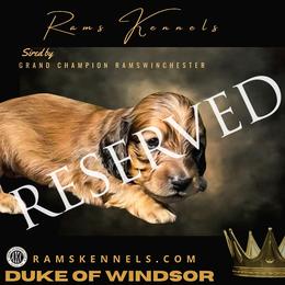 Duke of Windsor - Cream Dachshund puppy in Splendora, Texas from Ram’s Kennels