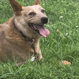 Australian Cattle Dog Puppies from SB Heelers Cattle Dogs and Performance Horses