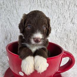 Winnie - Brown and white female Aussiedoodle puppy in Haleyville, Alabama from The Cuddly Dood Ranch