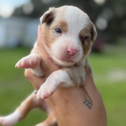 Lake ASDR - Red merle male Toy Australian Shepherd puppy in Polk City, Florida from Skaky Shepherds