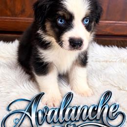 Avalanche - Black tri male Miniature Australian Shepherd puppy in Lubbock, Texas from Baby Storm Kennels
