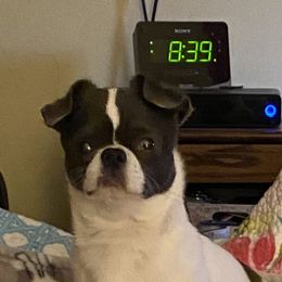Bug - Chihuahua