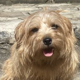 Bee - Norfolk Terrier