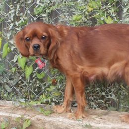 Jasmine - Cavalier King Charles Spaniel
