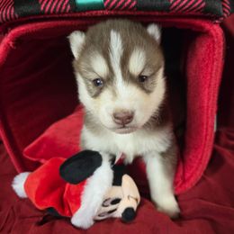 Holly - Black and white female Siberian Husky puppy in Kansas City, Missouri from Anuun's Huskies