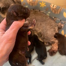 Liver and tan - Liver male Miniature Schnauzer puppy in Malvern, Arkansas from Deep South Miniature Schnauzers