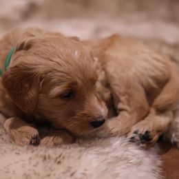 Goldendoodle Puppies from Hogan Family-Raised F1b Gooldendoodles