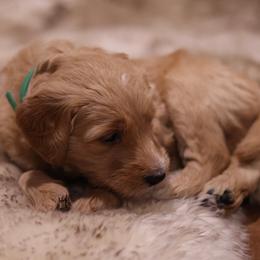 Goldendoodle Puppies from Hogan Family-Raised F1b Gooldendoodles