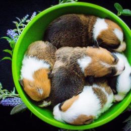 Pembroke Welsh Corgi Puppies from South Texas Blue Collar Corgis