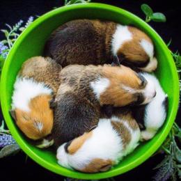 Pembroke Welsh Corgi Puppies from South Texas Blue Collar Corgis