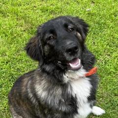 Karakachans from Owls Head Farm