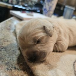 Girl 1 - Light golden female Golden Retriever puppy in Middleburg, Florida from Rise and Shine Goldens