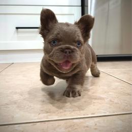 Axel - Tricolors male French Bulldog puppy in San Diego, California from Hlop Frenchies LLC