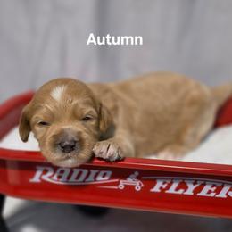 Autumn - Apricot female Goldendoodle puppy in Summerville, South Carolina from Channys Doodles