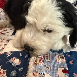 Pink - Black and white female Sheepadoodle puppy in Eleva, Wisconsin from Molly’s Doodles