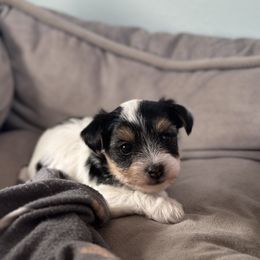 Yorkshire Terrier Puppies from Teresa Faulkner