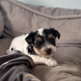 Yorkshire Terrier Puppies from Teresa Faulkner