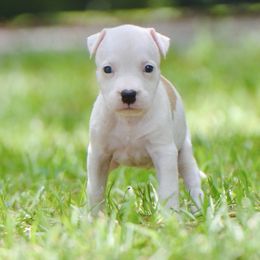 Elizabeth - Red female American Staffordshire Terrier puppy in St. Augustine, Florida from LBK & Ancient City