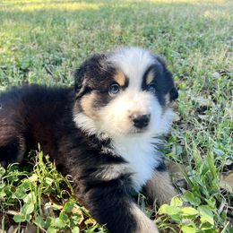 Australian Shepherd Puppies from Spicewood Mini Aussies