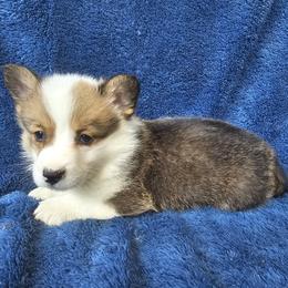 Mikey - Red male Pembroke Welsh Corgi puppy in Castle Rock, Washington from Heckman Corgis