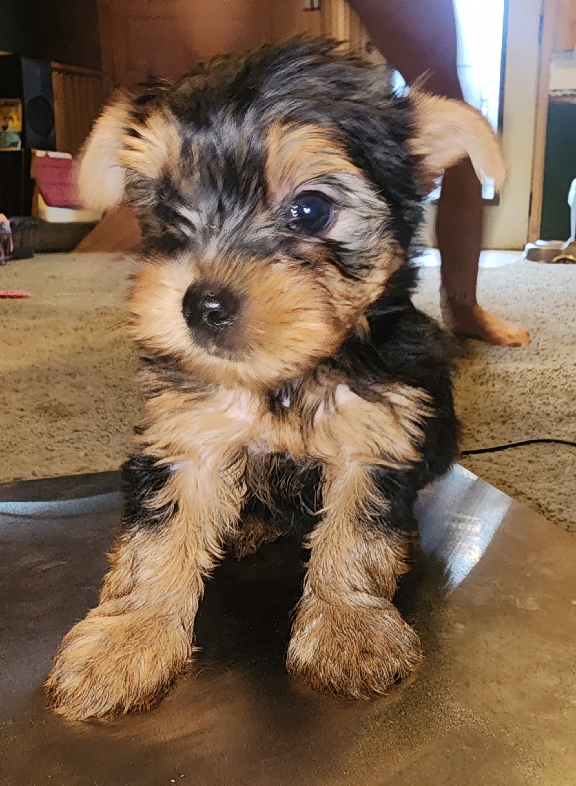 Luigi - Black and tan Yorkshire Terrier puppy in Junction City, Ohio from On The Edge Of A Dream Yorkies