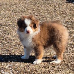 Katmai - Red tri-color female Australian Shepherd puppy in Appomattox, Virginia from Danell Australian Shepherd