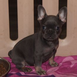 Caitlin Snow - Blue female French Bulldog puppy in San Diego, California from Forbes List Frenchies