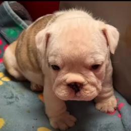 Wanda - Fawn brindle and white female Bulldog puppy in Grand Island, New York from Buckletucky Farm