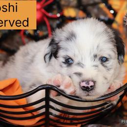 Yoshi - Blue merle male Australian Shepherd puppy in Squaw Valley, California from A&M Australian Shepherds