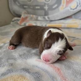 Autumn - Red female Border Collie puppy in Gary, Indiana from Lake Ridge Border Collies