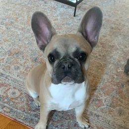 Cora - French Bulldog