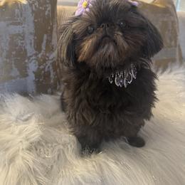AKC Sumi - Black female Shih Tzu puppy in West Hollywood, California from LUXURY PAWS