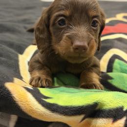 Dolly - Chocolate and tan female Dachshund puppy in Kindred, Florida from Redlands Farm