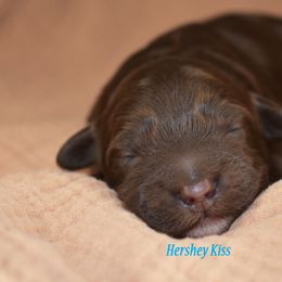 Hershey Kilda - Chocolate male Australian Labradoodle puppy in York, Pennsylvania from Frosty Hill Australian Labradoodles