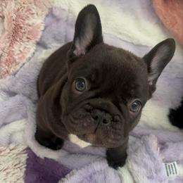 Mocha - Black and white male French Bulldog puppy in Galt, California from The three little frenchies