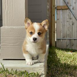 Pembroke Welsh Corgi Puppies from Loves Classic Corgis