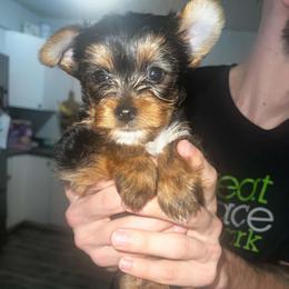 Ace - Black and gold male Yorkshire Terrier puppy in Lakeland, Florida from You Me & The Yorkies