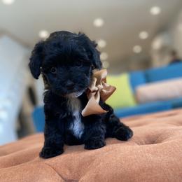 Havanese and Havapoo Puppies from Ladypawspuppies