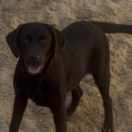 Chocolate girl - Chocolate female Labrador Retriever puppy in Ocala, Florida from Moon river Labradors