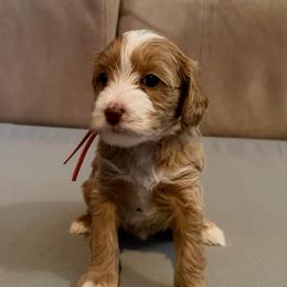 Pink Girl - Caramel cream female Australian Labradoodle puppy in West Union, South Carolina from Golden Corner Labradoodles, LLC