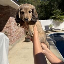 Dachshund Puppies from Rylee’s dachshunds