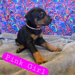 Pink Girl - Black and rust female Doberman Pinscher puppy in Knox, Indiana from Double River Dobermans