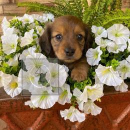 Willow - Dapple female Dachshund puppy in Erick, Oklahoma from 4-L Backyard Dach